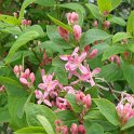 Lonicera tatarica 'Arnold's Red' P2D